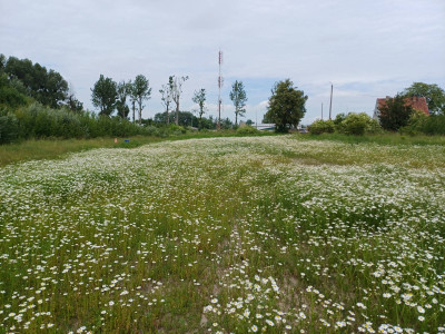 Sprzedam działkę w Malborku