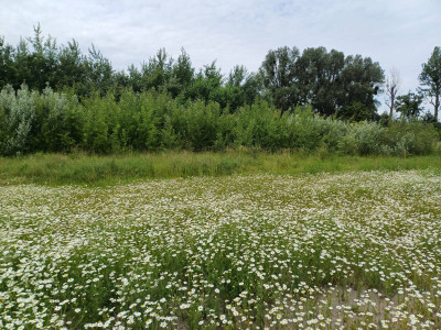 Sprzedam działkę w Malborku