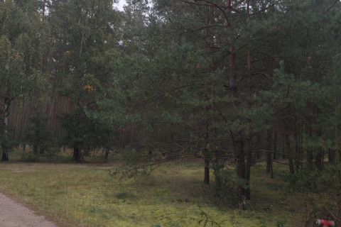 Sprzedam działkę leśną