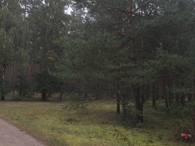 Sprzedam działkę leśną