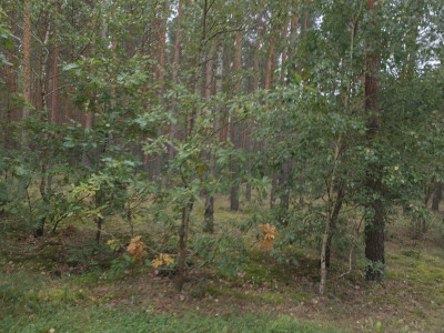 Sprzedam działkę leśną