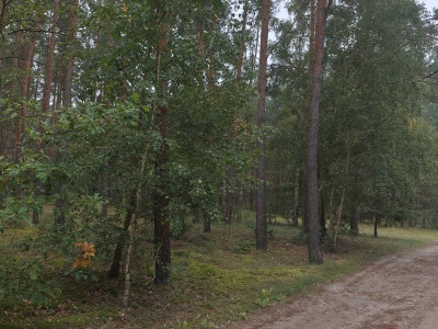 Sprzedam działkę leśną
