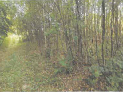 Syndyk sprzeda kompleks działek rolnych