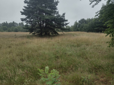 Działki..las,droga,media..Naturaa